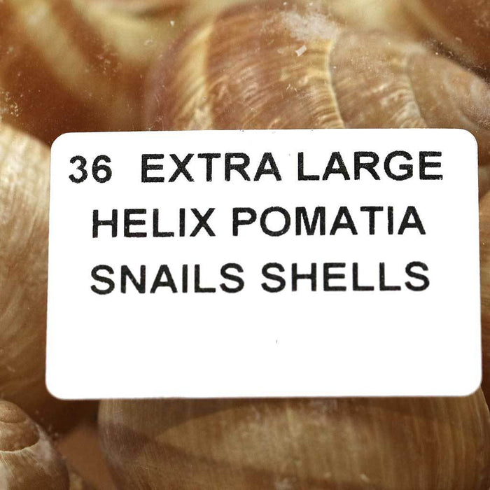 Roger Dutruy - Extra Large Escargot Shells, 3 Dozen