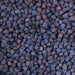 Rancho Gordo - Heirloom Black Garbanzo Beans, 1lb - myPanier